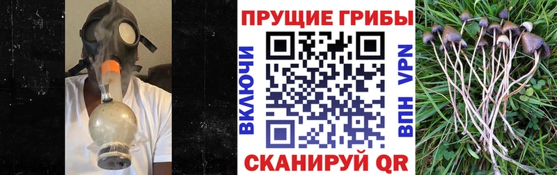 Псилоцибиновые грибы Cubensis  Махачкала 
